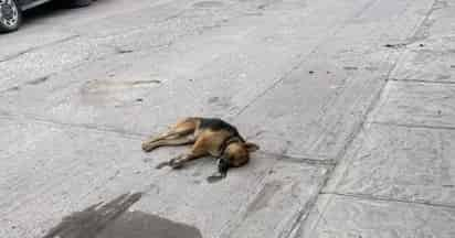 En la cabecera fueron envenenados en una sola noche 90 mascotas entre perros y gatos. (EL SIGLO DE DURANGO)