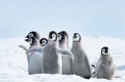 El cambio climático modifica algunos rasgos de la personalidad de los pingüinos