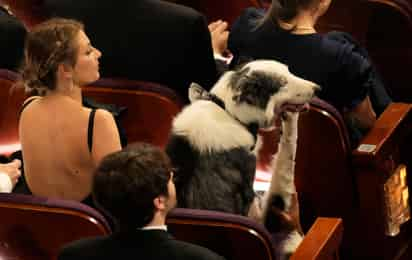 Messi, el perrito actor que causó sensación en los Oscar