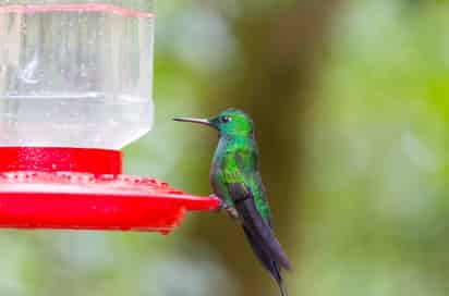 Crean un generador de electricidad inspirado en el juguete del pájaro bebedor