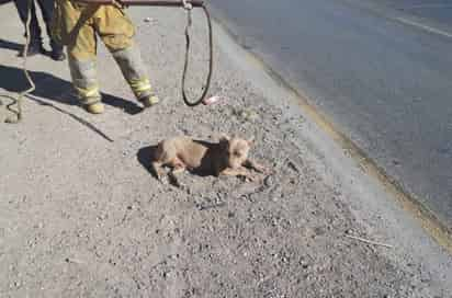 Hembra pitbull que cayó de camioneta. (DIANA GONZÁLEZ)