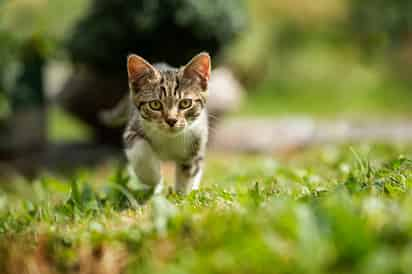 Su huida puede ser divertida para la mascota pero no para su dueño.