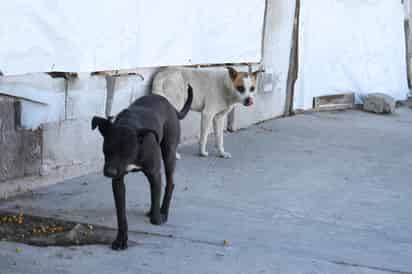 Los agentes etiológicos de las rickettsiosis son transmitidos principalmente por ectoparásitos como pulgas, piojos y garrapatas.