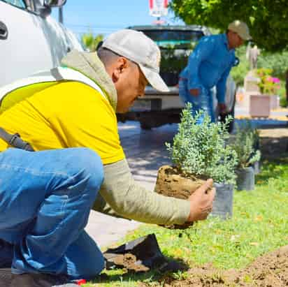 Se embellece la calzada Colón con la reforestación de arbustos y árboles. (FABIOLA P. CANEDO)