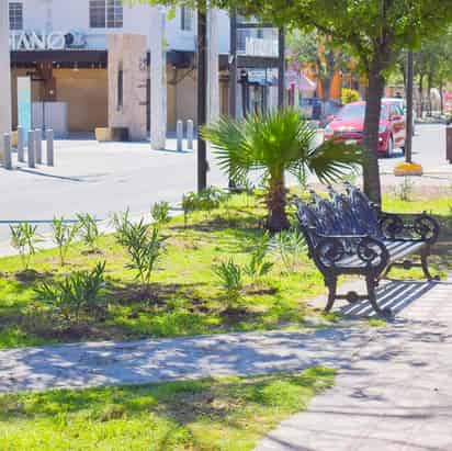 Reforestan jardines de la calzada Colón, esperan concluir las labores en un periodo de dos semanas.