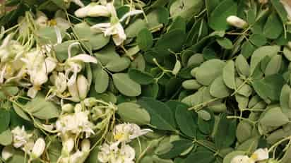 Moringa.