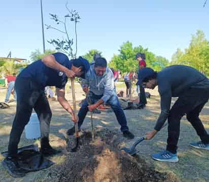 Las especies a plantar son las adecuadas para el clima de la región y provienen del Vivero Municipal.