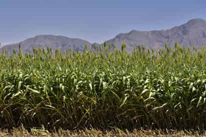 Necesario utilizar de manera eficiente el uso del agua en agricultura