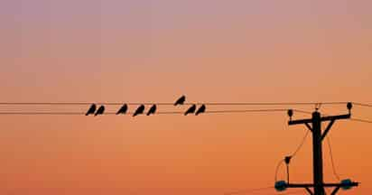 Las aves expuestas al ruido del tráfico desde polluelos sufren secuelas de por vida