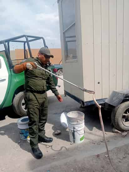 Capturan a serpiente en el CONALEP