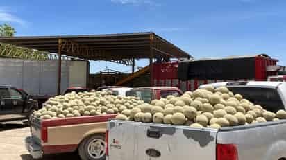 Productores de melón de Matamoros y Viesca reprochan a autoridades que los dejen solos