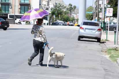 Como cualquier ser vivo, los perros y gatos también necesitan resguardarse del calor.