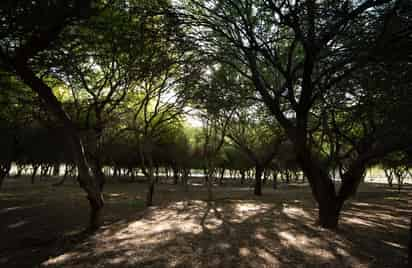 Planeación, vital para plantar árboles