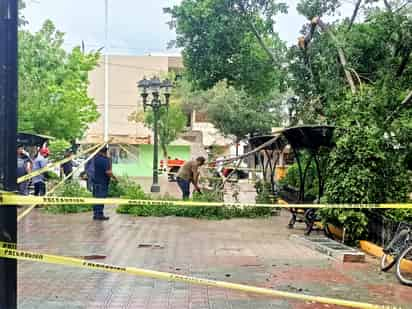 Tala de ramas de un árbol en la Plaza de Armas. (DIANA GONZÁLEZ)