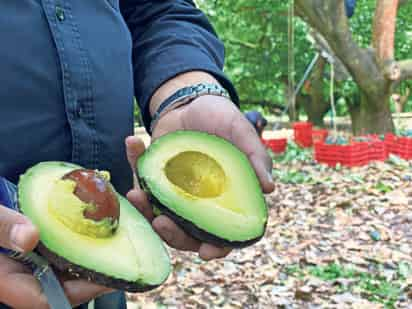 Gobierno de Estados Unidos reanudó la certificación de aguacates y mangos mexicanos. (ARCHIVO)