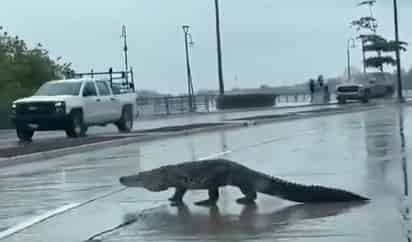 Cocodrilo en Tampico (CAPTURA)