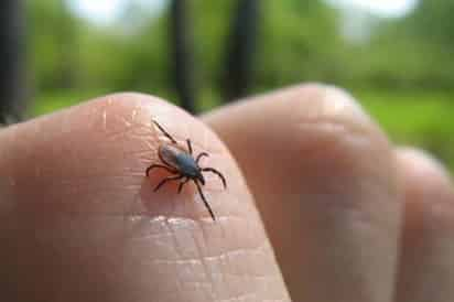 Mueren seis por rickettsia en Coahuila