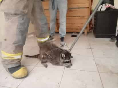 Capturan Mapache a interior de vivienda en Matamoros