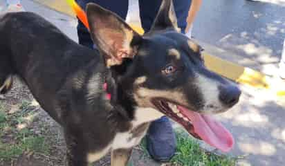 Dejan a perrita amarrada y abandonada en la Calzada Colón de Torreón