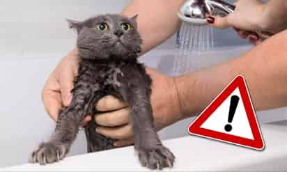 Bañar a un gato sin vacunar es un riesgo, señala experto animal