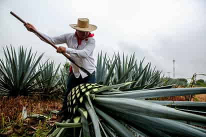 Registra Sader el 82.48% de la meta nacional en hectáreas apoyadas con fertilizantes