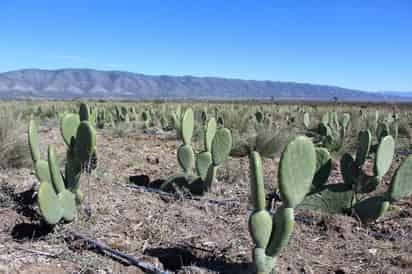 Sader beneficiará a 18 entidades con viveros de nopal forrajero