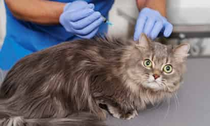 Especialista da detalles sobre la peritonitis infecciosa felina