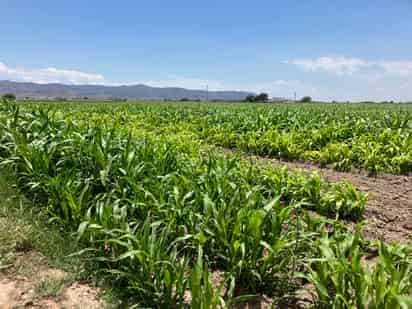 Bajarán rendimientos por afectaciones de plagas