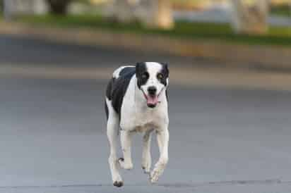 Día Mundial del Perro; ¿qué regalos le puedes dar a tu perrito?