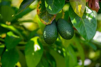 Infusión realizada con hojas de aguacate beneficia a la salud.