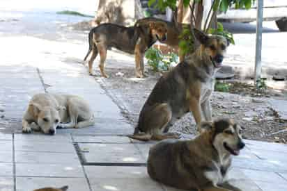 Denuncian ataques de perros en Viñedos