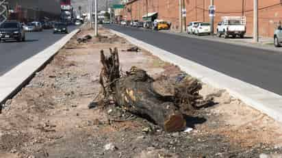 En atención a las recomendaciones de Parques y Jardines, se retiraron los árboles que tenían plagas.  (EL SIGLO DE TORREÓN)