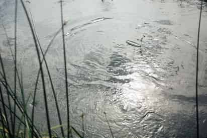 Dos hombres rescatan a 3 caballos de una fuerte corriente de agua provocada por lluvias en Saltillo