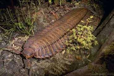 Arthropleura: El Milpiés Gigante que dominó la tierra hace 300 millones de años