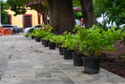 Por entregar rehabilitación integral de la plaza Benito Juárez en Lerdo