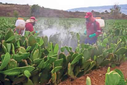 Faltan investigaciones más profundas sobre plaguicidas en La Laguna (Archivo)