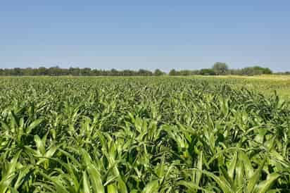 Productores de sorgo forrajero en San Pedro esperan cosecha adicional tras lluvias beneficiosas