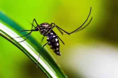 Torreón lidera incidencia de dengue en Coahuila; van 272 casos positivos y una muerte