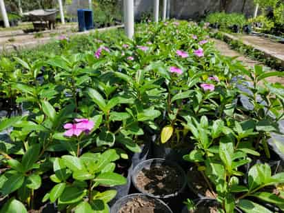 Plantas ornamentales.