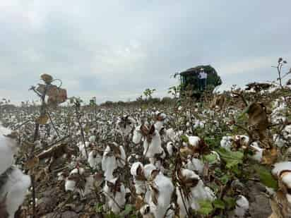 Pisca de algodón registra un avance de 50 por ciento en parcelas de San Pedro