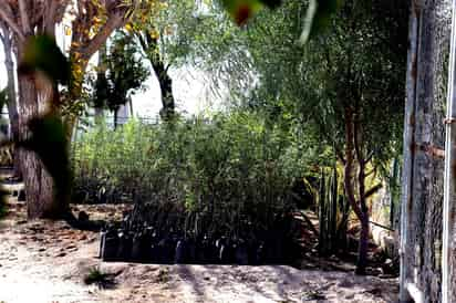 Más de 30 mil árboles y plantas se han donado directamente a la ciudadanía para reforestación en Torreón