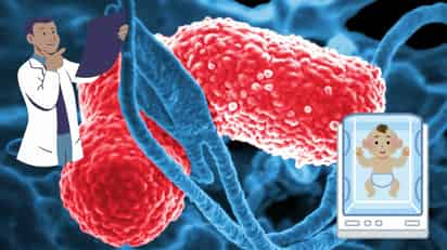 La bacteria Klebsiella. (ARCHIVO/CDC)