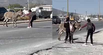 Jóvenes salvan a un burro en Coahuila (CAPTURA)