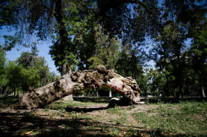 Áreas verdes. (ARCHIVO)