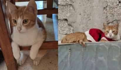 'Kasi', gatito abusado en Puebla.