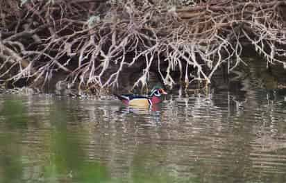 Diversidad de aves en Lerdo.