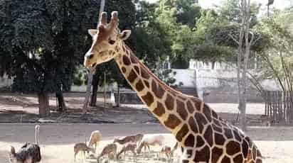 Jirafa en Culiacán (ESPECIAL) 