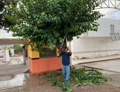 La poda libre en Ciudad Lerdo se terminará hasta el 28 de febrero.