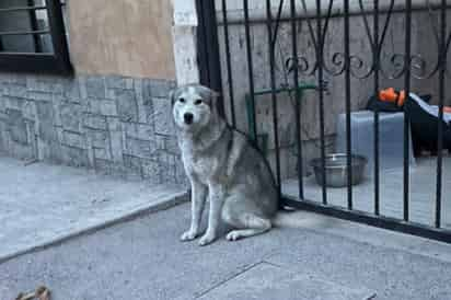 Reportan perrita Husky extraviada cerca del Bulevar Las Cruces, en Lerdo