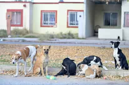 Buscarán castigar de forma económica el maltrato animal en Matamoros